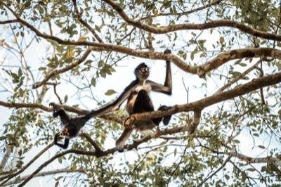 Spider monkey moving through the canopy of the Maya jungle
