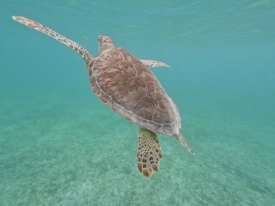 Green sea turtle surfacing for air in Akumal bay