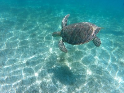 Sea turtle feeding on the seabed in Akumal bay