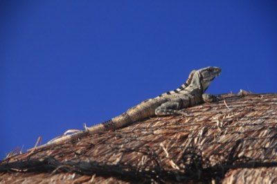 Iguana resting on the warm stone of the ruins