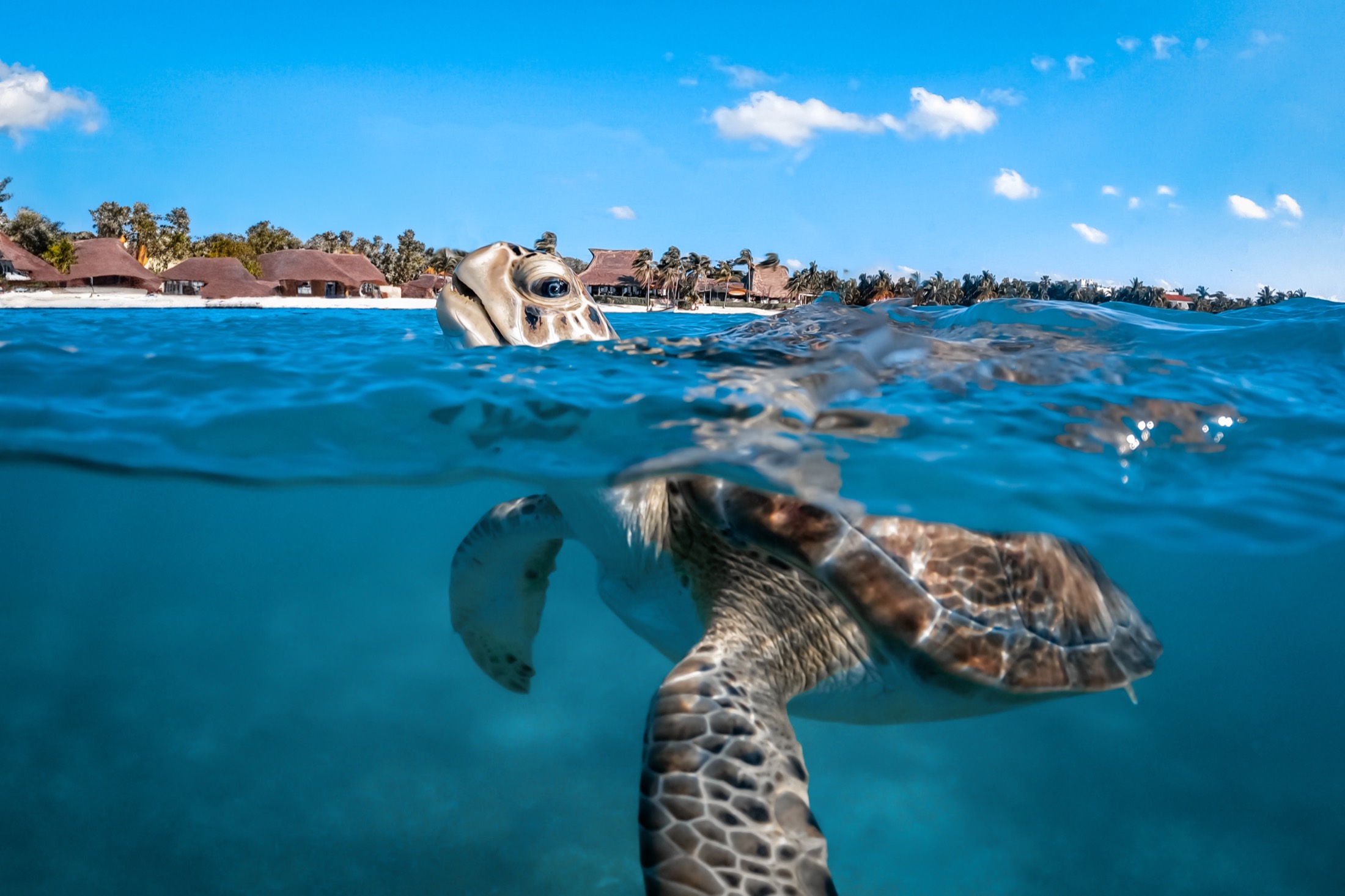 Green sea turtle gliding through clear Caribbean water at Akumal