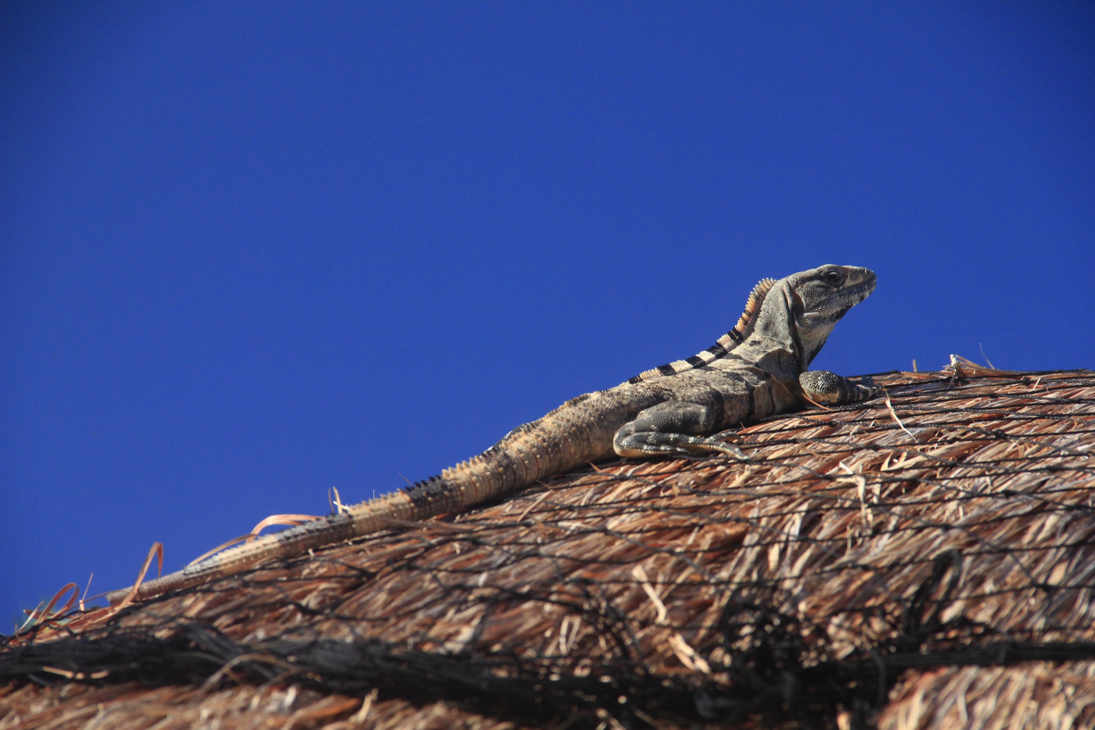 Iguana resting on the warm stone of the ruins